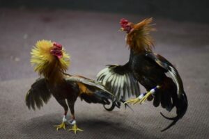 đá gà Mỹ cựa dao