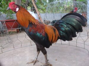 Cách chữa gà bị đá mù mắt