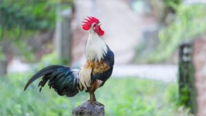 cách nuôi gà tre đá bo lớn