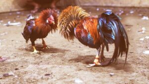 Gà tre đá được nuôi để tham gia các trận đá gà