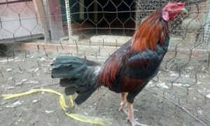 gà điều chân xanh đá ngày nào