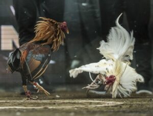 Luật đá gà miền Nam